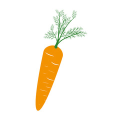 Fresh delicious carrot isolated icon, nutrition and produce concept