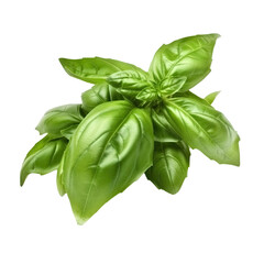 basil leaves isolated on transparent background. png file. generative ai.
