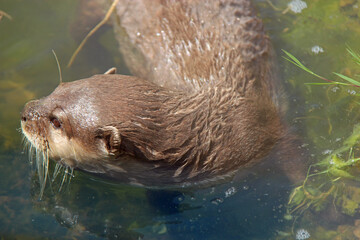 otter in a zoo in france