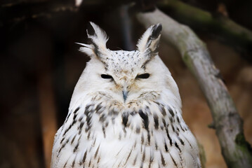 Portrait of West Siberian great owl also known as Bubo bubo sibiricus.
