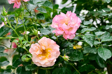 Obraz na płótnie Canvas pink blooming rose plant in rural areas