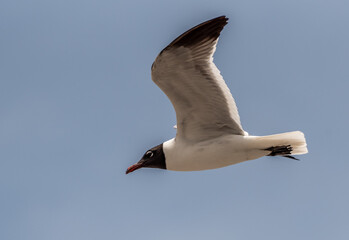Seagull soaring above the beach.