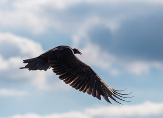Fototapeta premium Vulture captured mid filght.