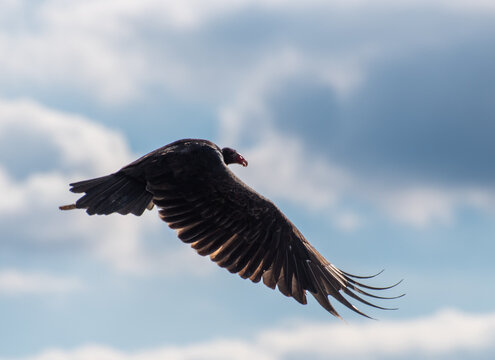 Vulture captured mid filght.