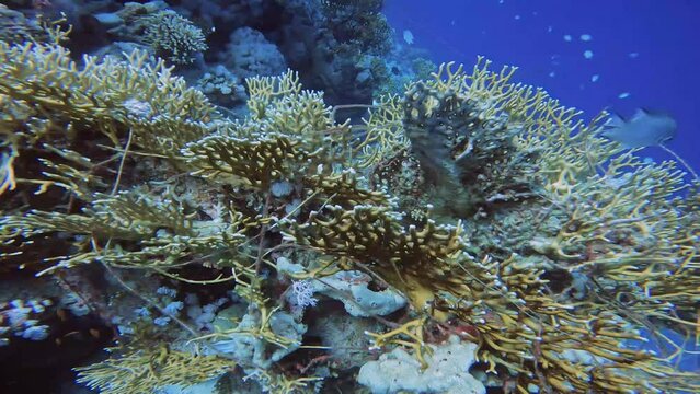 4k video of a large amount of fishing line entangled around the coral in Ras Mohammed National Park, Red Sea, Egypt