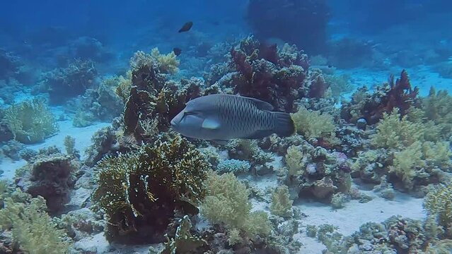 4k footage of a Napoleon Wrasse (Cheilinus undulatus) in the Red Sea, Egypt
