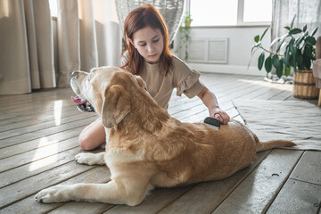 girl combing the hair of her labrador dog. Problem spring molt pet.