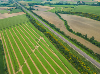 Fototapeta premium Taking care of the crop. Aerial view of a huge farmland. Green wheat fields from a bird's eye view, even lanes of road intended for a tractor. Abstract patterns on farmland. Straight lines. Background