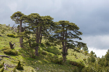 Great centuries-old pine trees on the summits of the mountains and an oxygen storage region