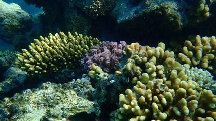 Naklejka na ściany i meble Cauliflower coral, knob-horned coral (Pocillopora verrucosa) and hood coral (Stylophora wellsi) undersea, Red Sea, Egypt, Sharm El Sheikh, Nabq Bay