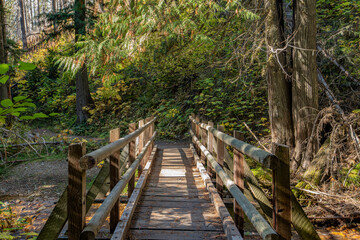 Settlers Grove of Ancient Cedar Trees