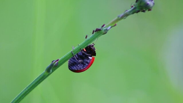 Dotted Ladybug eating plant louse as beneficial insect and plant louse killer as organic pest control and organic pesticide for organic gardening without pesticides against parasites like plant louses