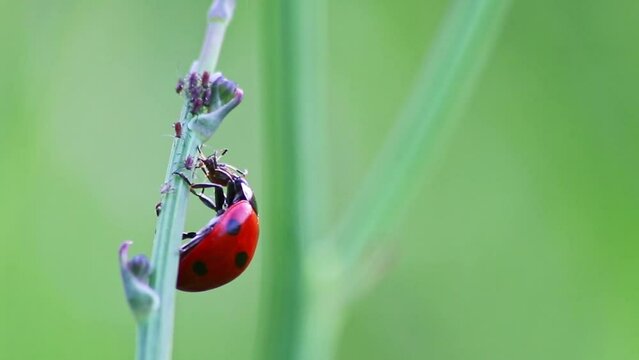 Dotted Ladybug eating plant louse as beneficial insect and plant louse killer as organic pest control and organic pesticide for organic gardening without pesticides against parasites like plant louses