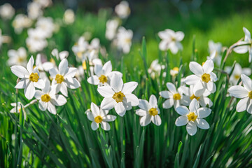 Fototapeta premium Lots of beautiful white daffodils in the garden. gardening, flower breeding, spring, flowering