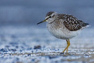 Wood sandpiper (Tringa glareola) in the wetlands in spring.	
