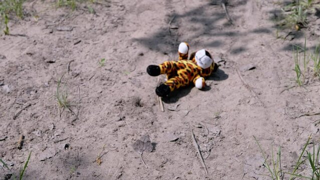 Lost Soft Toy of Tiger Cub Lies on Dirty Sand among the Grass in Forest. Sunny day. Camera movement. Search. Springtime. Concept of loneliness, kidnapping, missing children, war, flight from Ukraine.