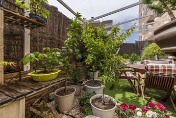 A bonsai farm on the terrace of a house with controlled irrigation and a teak wood table and chairs...