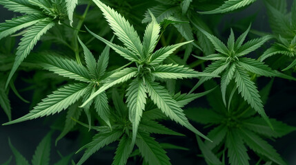 Naklejka na ściany i meble Cannabis leaves. Indoor cultivation. Legal marijuana cultivation in the home.