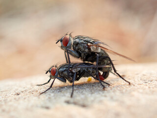 flies mating on a stone