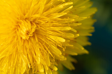 extremly  macro shot of  yellow flower- dandelion