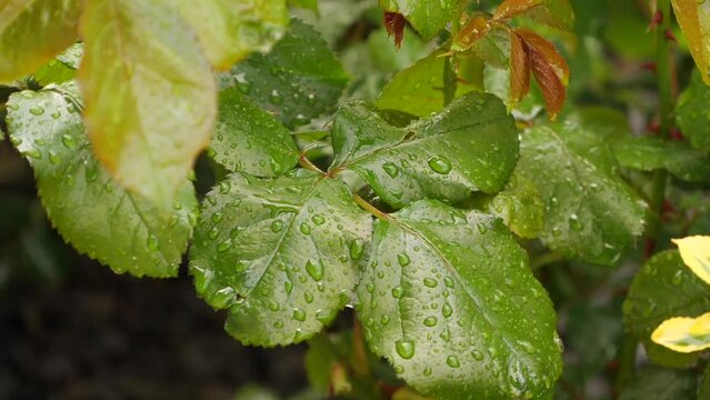 raindrops on a rose leaf