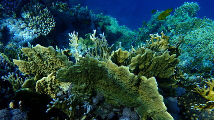 Plate fire coral (Millepora platyphylla) and Net fire coral (Millepora dichotoma) undersea, Red Sea, Egypt, Sharm El Sheikh, Nabq Bay