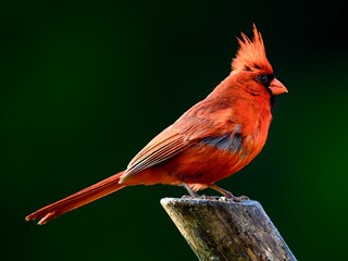Cardinal, Redbird, Male songbird