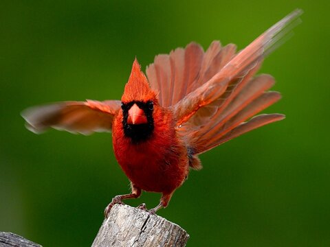 Cardinal, Redbird, Male songbird