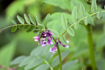 Vicia sepium grows in nature