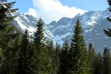 Forest Veiled Peaks: Snow-Adorned Mountain Slopes Meandering through Green Canopy (Tatra Mountains)