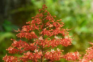 close-up view of a pretty pagoda flower. the color is red and has a unique shape resembling a temple. We often encounter this flower in Wonosobo, Indonesia. Pagoda flowers are often planted in front o