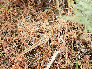 Long legged grasshopper. Truxalis nasuta