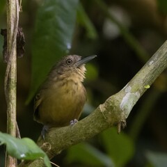 bird perched on a branch