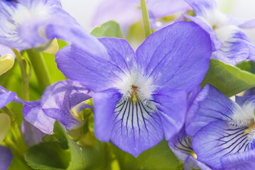 Close up for blue violet on the sunlight