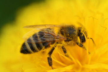  art shot of working bee at yellow flower- dandelion. extremly  macro