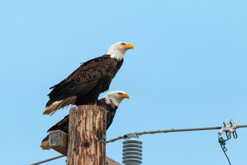 Bald eagles perched atop a telephone pole