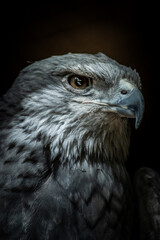 Falcão em Voo: A Majestade e Precisão dos Caçadores do Céu