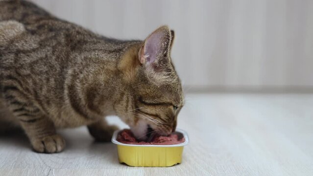 tabby cat eat wet food from aluminum box on floor from owner woman hand,tiles background.tasty delicious meal,hungry domestic kitty pet licking muzzle from pleasure.4k