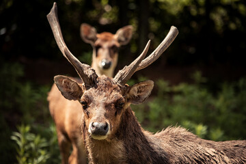 Dois Servos Vermelhos na Natureza: Elegância e Raridade da Vida Selvagem