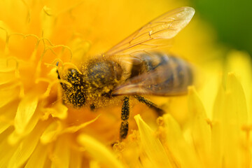 extremly  macro art shot with blur and selective focus of working bee at yellow flower- dandelion