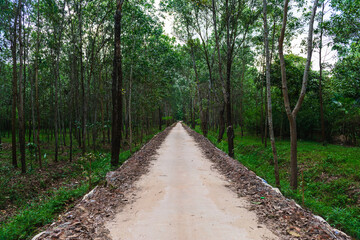 Path in the woods