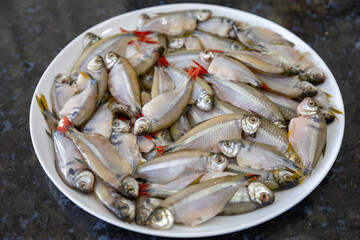Lambari do Rabo Vermelho (Astyanax bimaculatus) typical Brazilian freshwater fish