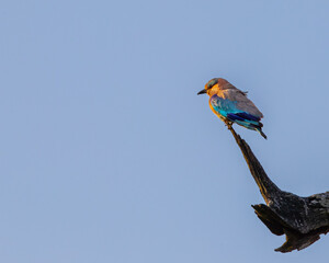 Indian Roller