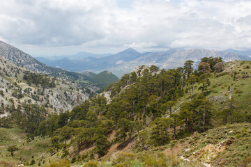 Fototapeta na wymiar centuries-old pine trees grow where oxygen is plentiful