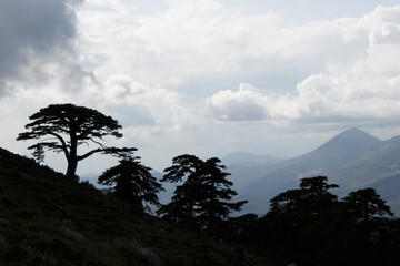 large centuries-old pine trees with plenty of oxygen at the top of the mountains