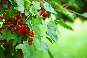 Red current berries and leaves on green soft background