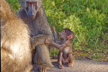 Chacma baboons in Kruger Park, South Africa