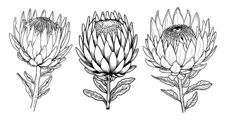 Protea flower with leaves line art. Black outline vector botanical set. Modern tropical floral illustration. - obrazy, fototapety, plakaty