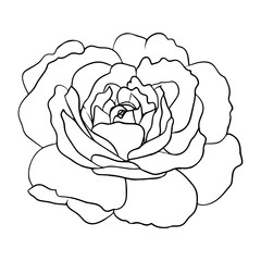 Rose flower, minimalist one line art. Black outline vector botanical art. Modern floral illustration for wedding invitations.
