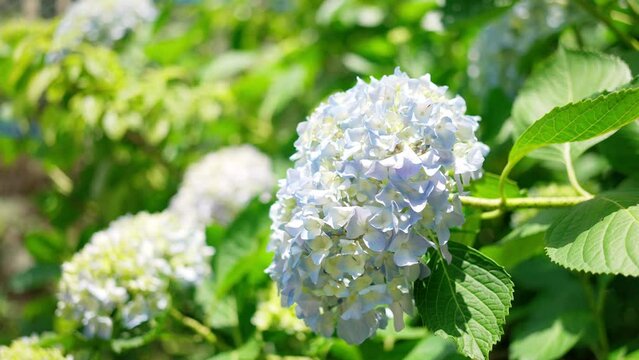 紫陽花が咲く梅雨の季節の晴れの日